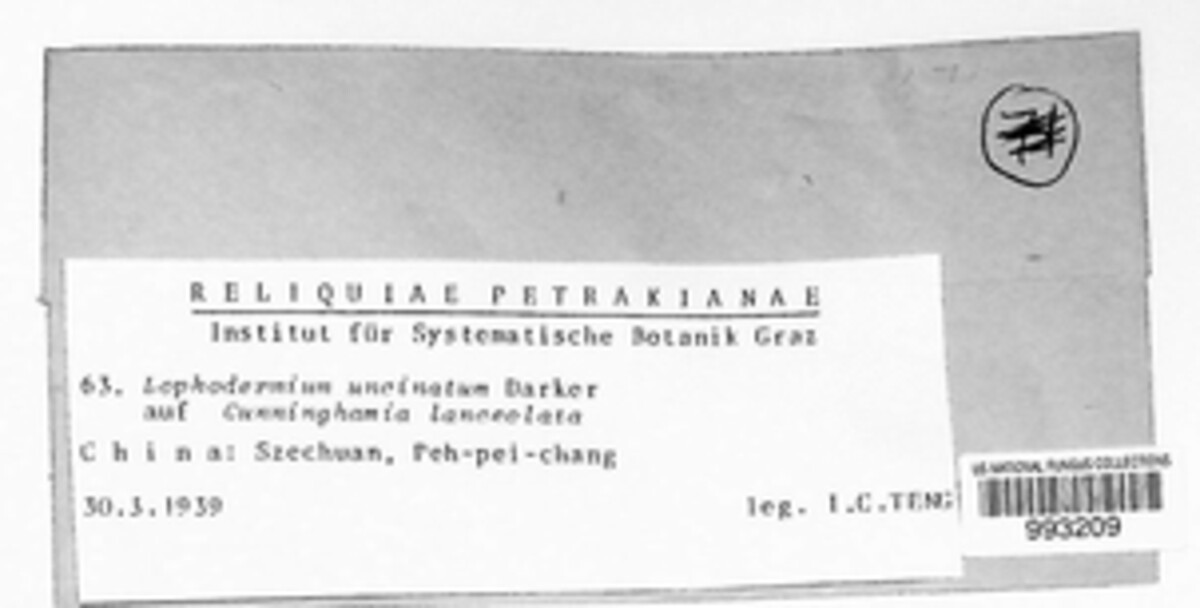 Lophodermium uncinatum image